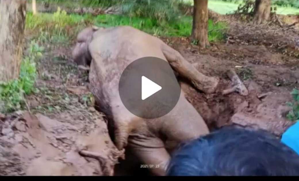 कुंआ में गिरे मादा हाथी व शावक को  ग्रामीण, वन व पुलिस विभाग की संयुक्त मेहनत से  बाहर निकला गया. 