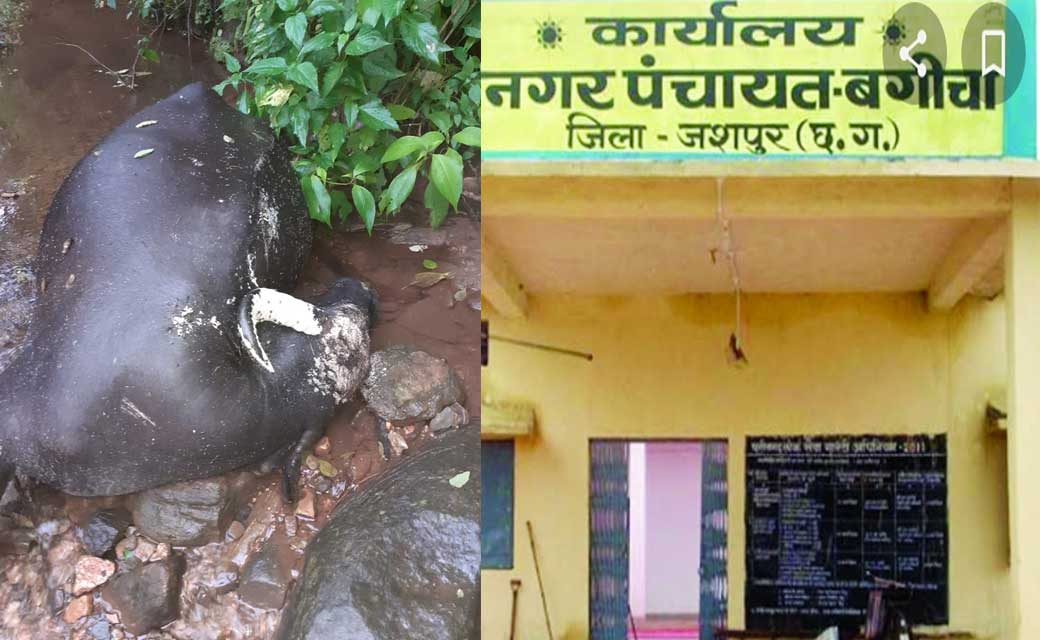 नाला में गिरकर मरा भैंस, बूंद-बूंद पानी पीने के लिए तरस रहे लोग, नगर पंचायत के जनप्रतिनिधि खामोश.