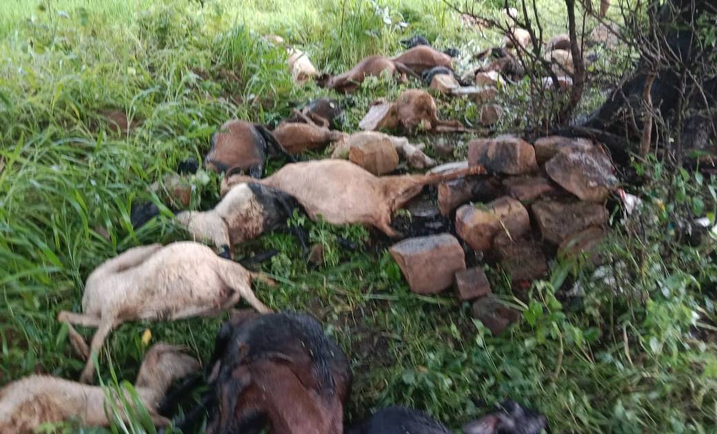 ब्रेकिंग: पटेवा में आकाशीय बिजली गिरने से 42 बकरियों की मौत - CG Sandesh