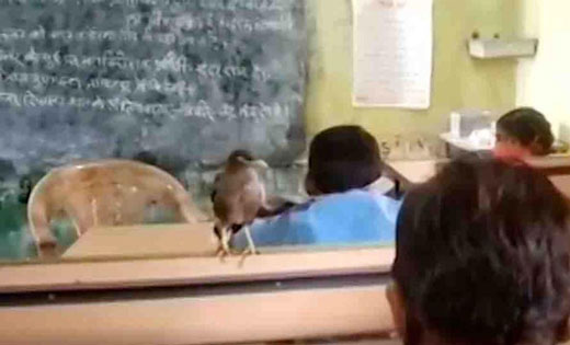 'चिड़िया' जो नहा धोकर आती है स्कुल, पहले करती है प्रार्थना फिर पढ़ाई