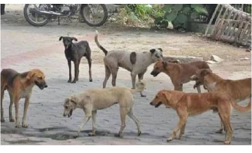 सात महीने के मासूम की आवारा कुत्तों ने ली जान, बुरी तरह काटा... - CG Sandesh