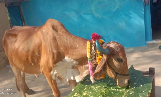 बागबाहरा : ग्राम पंचायत बोकरामुडा खुर्द में धूमधाम से मनाया ... - CG Sandesh