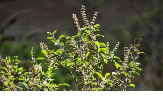  कार्तिक मास में भूलकर भी ना करें तुलसी पूजा से जुड़ीं ये गल... - CG Sandesh