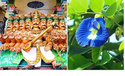  आज के दिन इन पेड़ों की पूजा करना माना जाता है  शुभ, शत्रुओ... - CG Sandesh