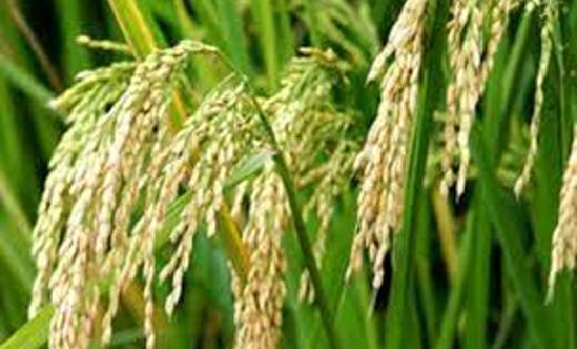 रबी फसल हेतु किसानों को समसामयिक सलाह - CG Sandesh