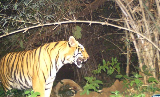 छत्तीसगढ़ : इन्द्रावती टाइगर रिजर्व में मिला एक और बाघ : बाघो... - CG Sandesh