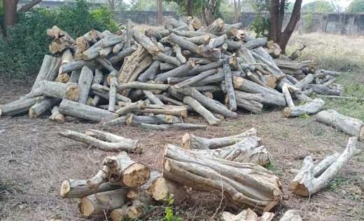 सरायपाली : अवैध रूप से रखी 44 लाख की लकड़ियाँ जप्त - CG Sandesh