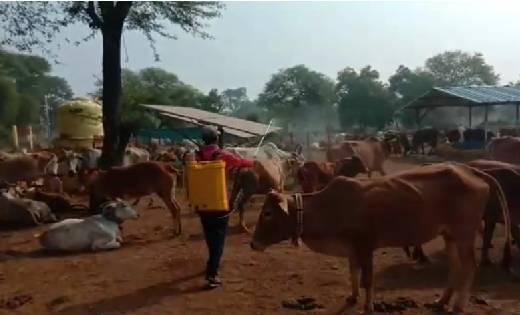  मवेशियों में लंपी वायरस के लक्षण से मचा हड़कंप, चार बछड़े स... - CG Sandesh