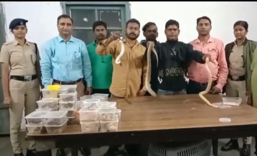 ट्रेन में सफर कर रही महिला के बैग से निकले 28 जहरीले सांप, अ... - CG Sandesh