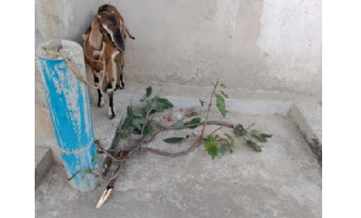 जल जीवन मिशन चढ़ रहा भ्रष्टाचार की भेंट, ग्रामवासियों से करा... - CG Sandesh