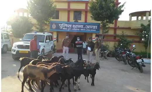 बकरियां चुराने के आरोप में खरगोश गिरफ्तार - CG Sandesh