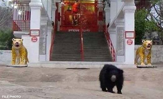 बागबाहरा: उपचार के बाद स्वस्थ होकर चंडी माता मंदिर पहुंचा भा... - CG Sandesh