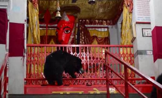 बागबाहरा: घुंचापाली मां चंडी मंदिर में आने वाले भालू पर तीर ... - CG Sandesh