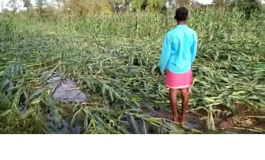 बर्बाद हुई मक्का और दलहन की फसले, किसानों ने कांकेर सांसद से... - CG Sandesh