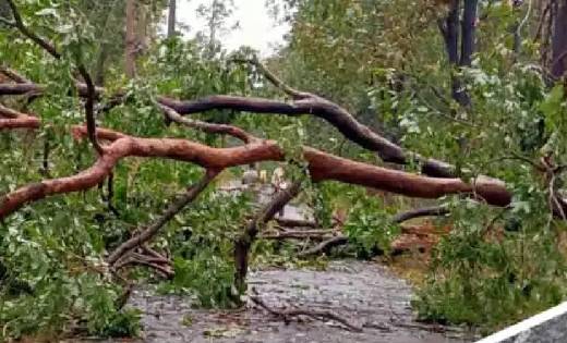 गरियाबंद : गरज के साथ गिरी आकाशीय बिजली, 4 मवेशियों की मौत - CG Sandesh