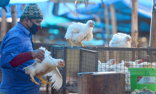 कोरोना वायरस के बढ़ते संक्रमण के बीच एक्सपर्ट्स ने बर्ड फ्लू... - CG Sandesh