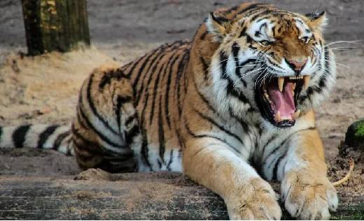 मॉर्निंग वॉक कर रहे युवक के सामने अचानक आया बाघ, देखते ही हा... - CG Sandesh