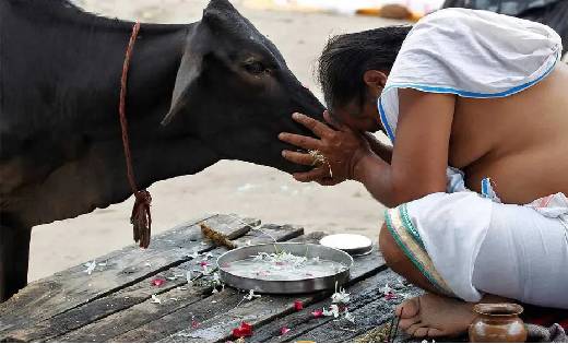 गाय की पूजा से पूरी होगी हर मनोकामना और कटेंगे सारे कष्ट, जा... - CG Sandesh