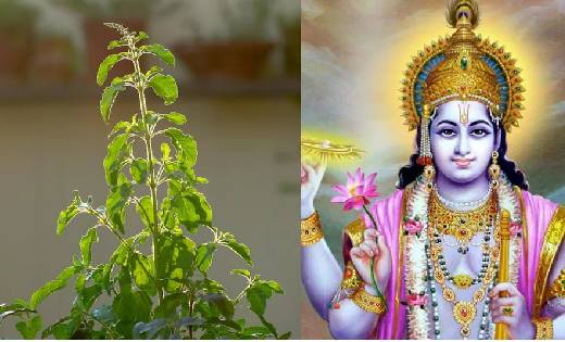 आज के दिन भूल से भी ना तोड़ें तुलसी के पत्ते, ना अर्पित करें... - CG Sandesh