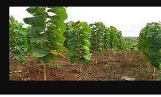  जल्दी मालामाल होना चाहते है तो करें इन पेड़ों की खेती, कुछ ... - CG Sandesh