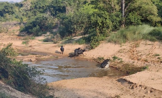 छत्तीसगढ़ : इंद्रावती टाइगर रिजर्व में दिखा वन भैंसों का झुंड - CG Sandesh