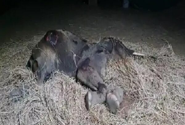 15 दिनों से चल रहा था इलाज , हाथी के शावक की मौत - CG Sandesh