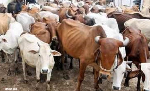 बसना : 21 मवेशी को ले जा रहे थे कत्लखाना, पुलिस ने किया गिरफ... - CG Sandesh