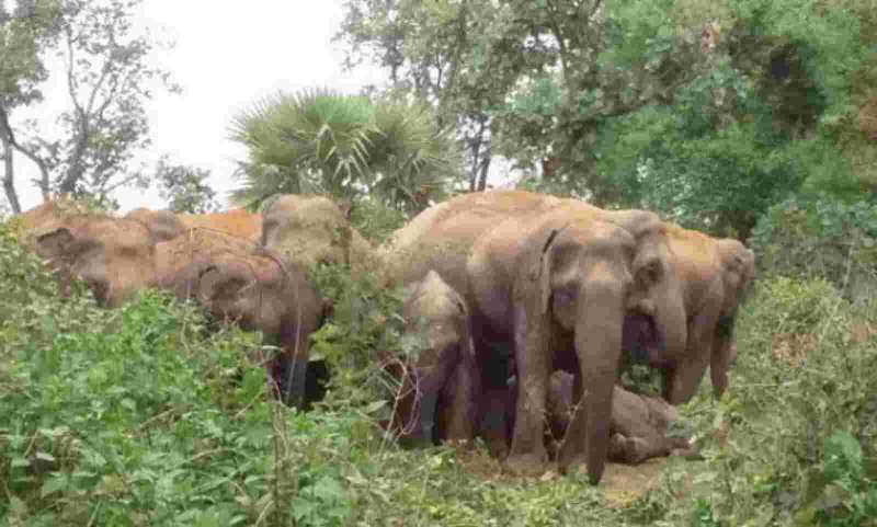 इस  इलाके में घुसे 42 जंगली हाथी, ग्रामीणों की बढ़ी परेशानी.. - CG Sandesh