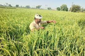 अब नेचुरल फार्मिंग में दिया जाएगा जोर, किसानों को सिखाई जाएग... - CG Sandesh