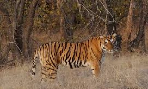 तीन युवक पी रहे थे शराब, बाघ के हमले से एक की मौत, आधा खाया ... - CG Sandesh