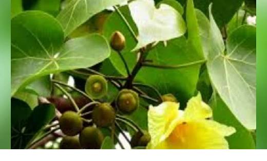  ये पीपल दूर कर सकता है तंत्र-मंत्र, टोने टोटकों के प्रभाव क... - CG Sandesh