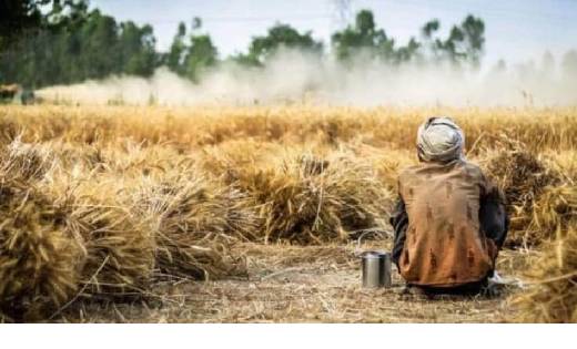 इस नंबर पर दें फसल क्षति की सूचना, और पाए बीमा राशि - CG Sandesh