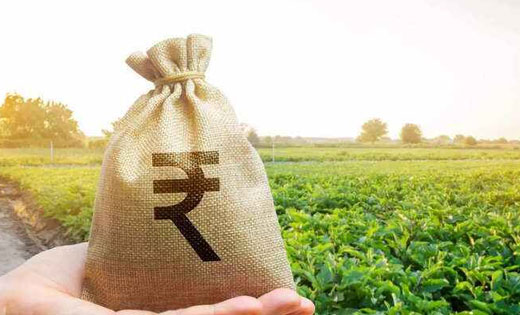 बसना : बेमौसम बारिश और छाए बादलों की वजह से तिवरा फसल पूरी त... - CG Sandesh