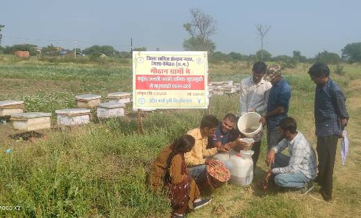 धनिया की फसल से मधुमक्खी पालन कर किया जा रहा शहद निष्कासन - CG Sandesh