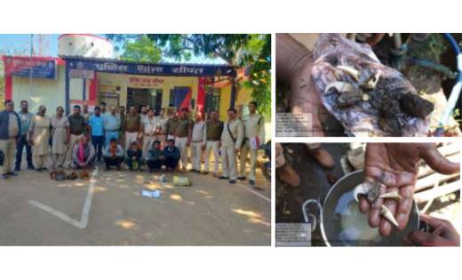 वन विभाग की बड़ी सफलता : वन्य प्राणी के शिकार पर आरोपियों को ... - CG Sandesh