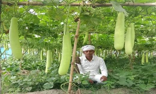 शासन की योजना का लाभ लेने धान के बदले अन्य फसल ले रहे कृषक - CG Sandesh