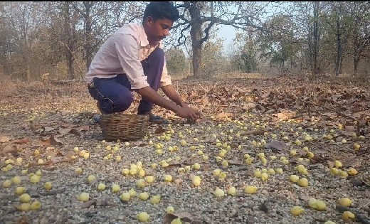 बागबाहरा: महुआ फूल से ग्रामीण हैं खुश  - CG Sandesh