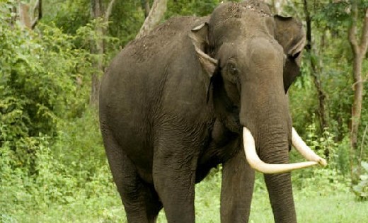 छत्तीसगढ़ में हाथी के हमले में महिला की मौत - CG Sandesh