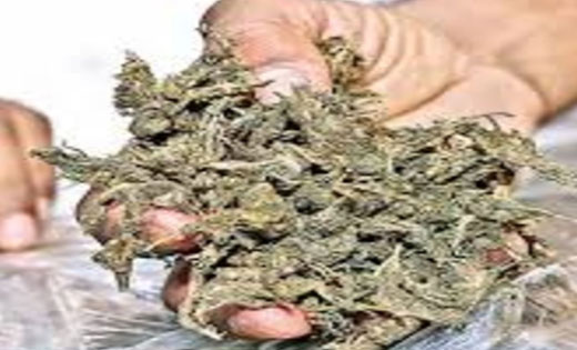 बसना : 3 किलो 800 ग्राम गांजा के साथ दो आरोपी गिरफ्तार.