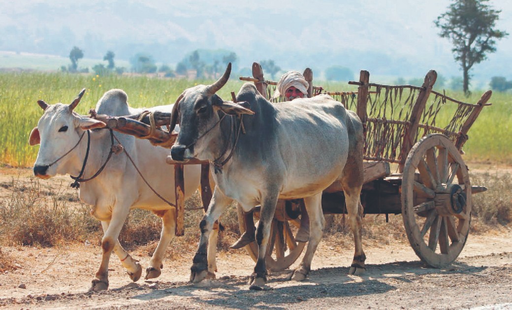 भीषण गर्मी को देखते हुए भारवाही पशुओं का उपयोग प्रतिबंधित - CG Sandesh