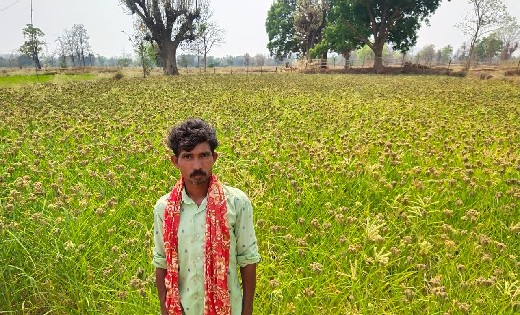 धान के बदले यह फसल किसानो को कर रहा आकर्षित - CG Sandesh