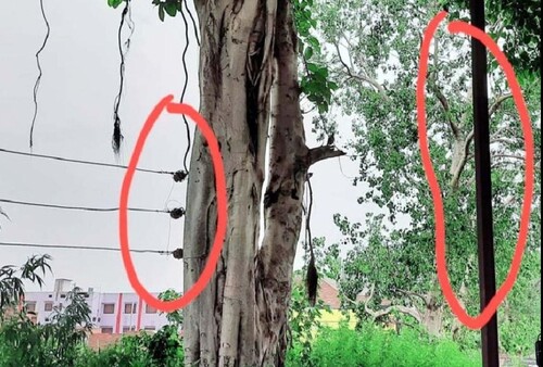 शादी के घर में पसरा मातम, मंडप तैयार करने पेड़ में चढ़े दामाद ... - CG Sandesh