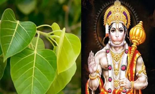 मंगलवार को 11 पीपल के पत्तों से ऐसे करें बजरंगबली जी की पूजा... - CG Sandesh