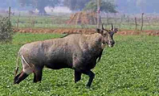  जंगली जानवरों से हो रहा फसल को नुकसान लेकिन अब होगी भरपाई ,... - CG Sandesh