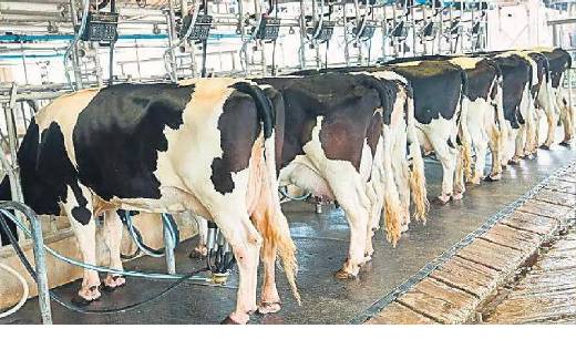 डेयरी कारोबार से जुड़े किसानों के लिए काम आएगी ये  योजना, 25... - CG Sandesh