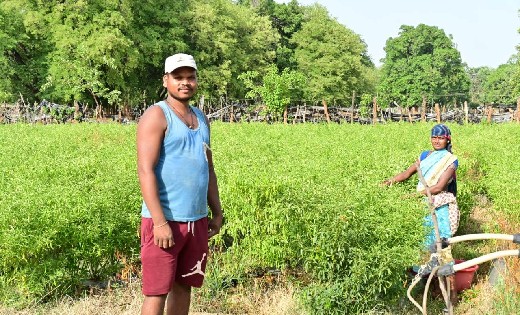 तीखी नहीं, मिर्च मीठी है : नरवा ने बदल दी सरकारी नौकरी की चा... - CG Sandesh