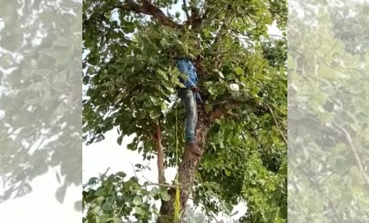 CG : खेत में पेड़ पर लटकती मिली युवक की लाश, जांच में जुटी पु... - CG Sandesh