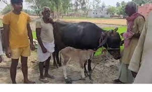 कुदरत का करिश्मा, भैंस ने दिया गाय के बछड़े को जन्म! - CG Sandesh