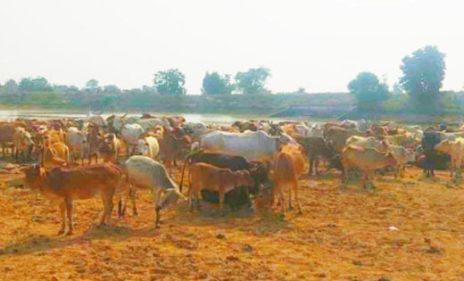 पिथौरा : गौवंश की तस्करी, क्षेत्र में कई नामचीन दलाल सक्रिय - CG Sandesh