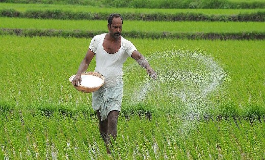 डीएपी के विकल्प के रूप में किसान करें यूरिया, एसएसपी एवं पोट... - CG Sandesh